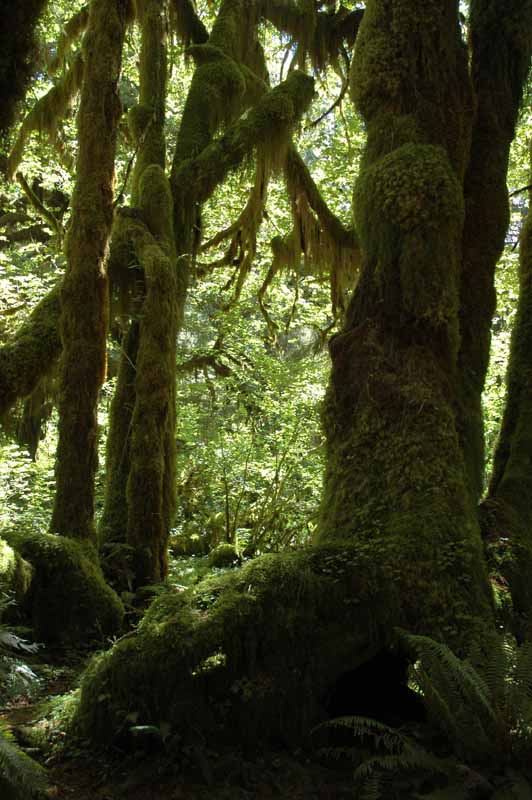 Hoh Rainforest, Olympic NP